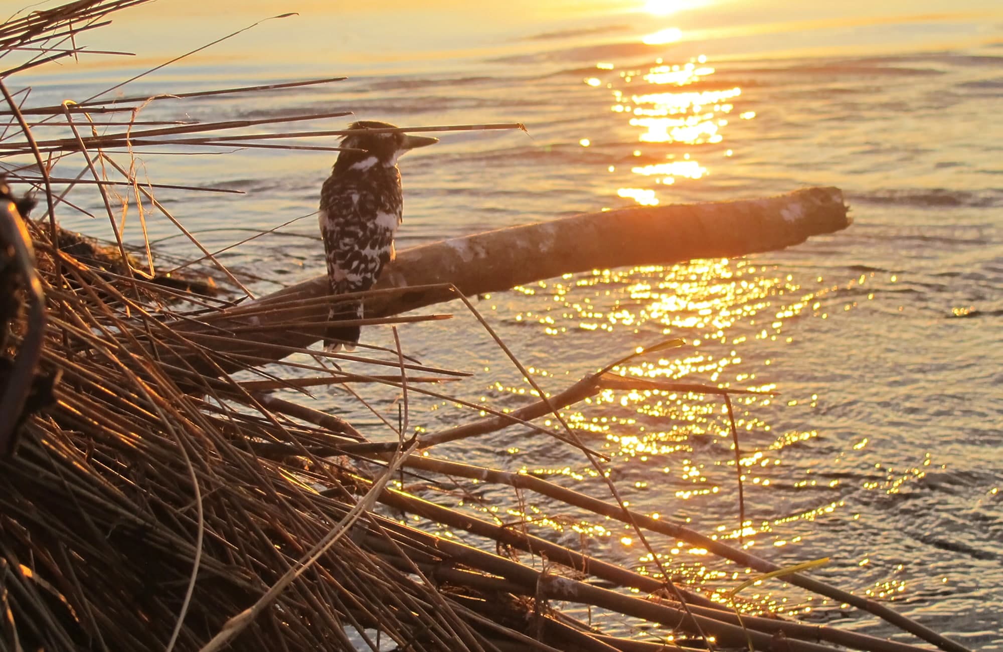 Bird on river side